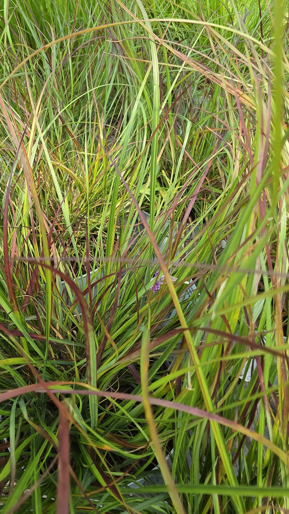 Pennisetum alopecuroides - Rozplenica Japońska Burgundy Bunny