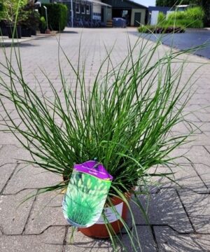 Pennisetum alopecuroides - Rozplenica Japońska Hameln