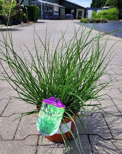 Pennisetum alopecuroides - Rozplenica Japońska Hameln