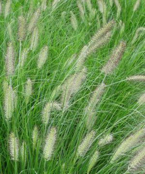 Alternative view of Pennisetum alopecuroides - Rozplenica Japońska Hameln