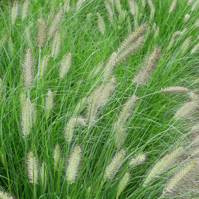 Pennisetum alopecuroides - Rozplenica Japońska Hameln - obrazek 2