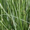 Pennisetum alopecuroides - Rozplenica Japońska Litte Honey