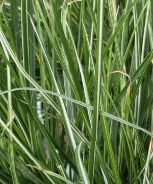 Pennisetum alopecuroides - Rozplenica Japońska Litte Honey