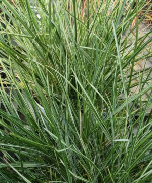 Alternative view of Pennisetum alopecuroides - Rozplenica Japońska Litte Honey