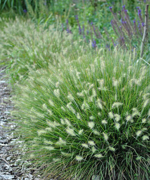 Alternative view of Pennisetum alopecuroides - Rozplenica Japońska Little Bunny