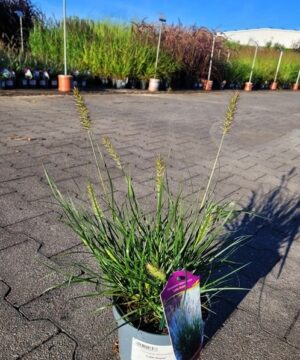 Pennisetum alopecuroides - Rozplenica Japońska Little Bunny
