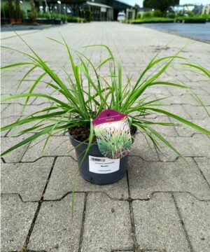 Alternative view of Pennisetum alopecuroides - Rozplenica Japońska Moudry