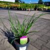 Pennisetum alopecuroides - Rozplenica Japońska Moudry
