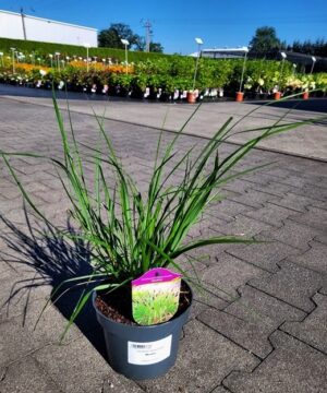 Pennisetum alopecuroides - Rozplenica Japońska Moudry