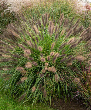 Alternative view of Pennisetum alopecuroides - Rozplenica Japońska Red Head