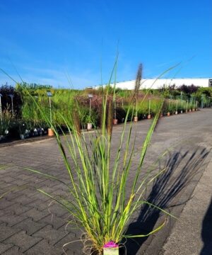 Pennisetum alopecuroides - Rozplenica Japońska Red Head