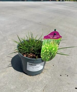 Pennisetum alopecuroides - Rozplenica Japońska Tiny Twinkler