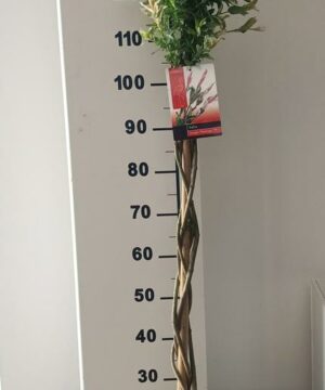 Alternative view of Salix Integra - Wierzba całolistna Flamingo Pleciona 120 cm+