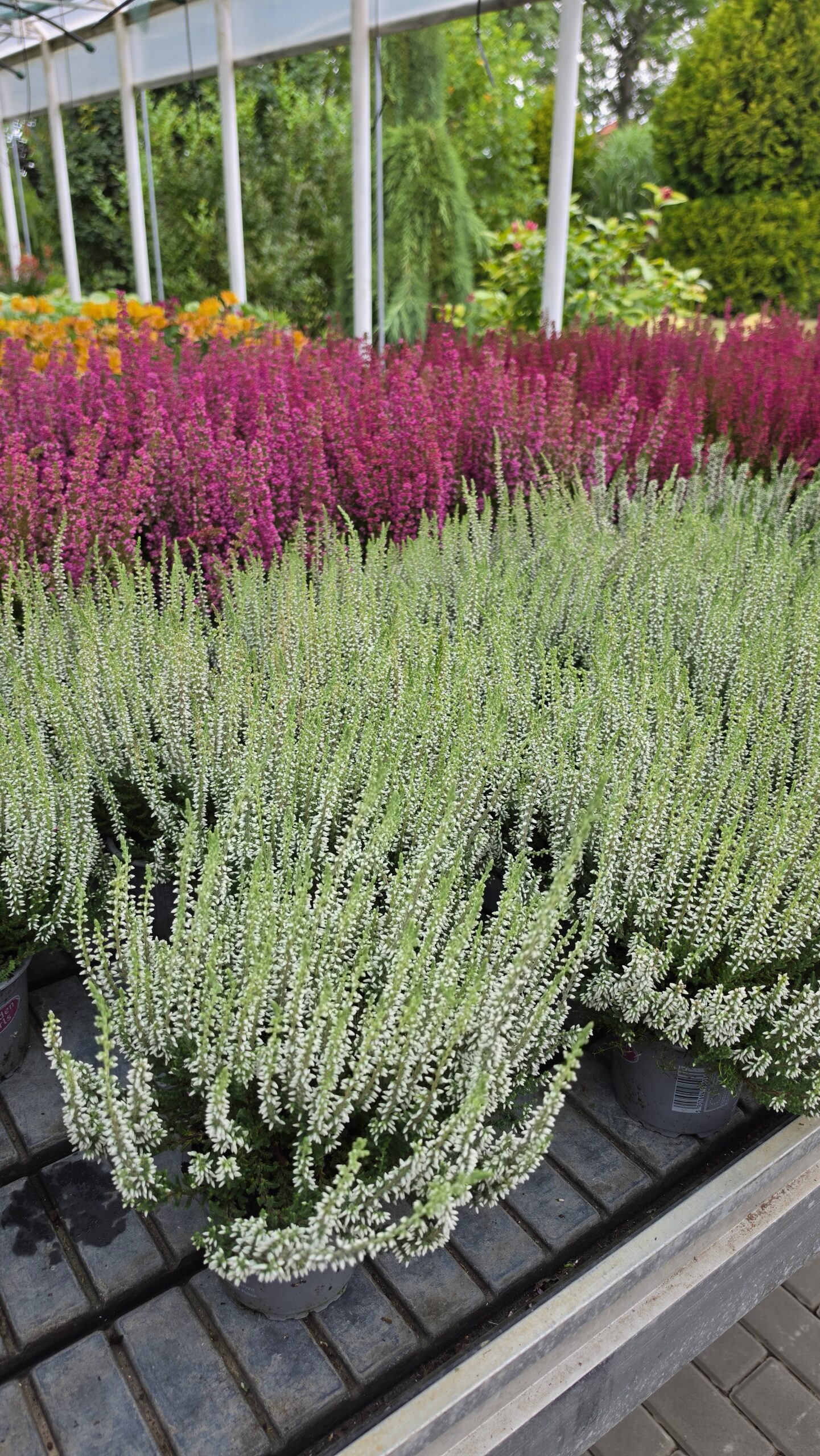 Calluna vulgaris - Wrzos Biały Garden Girls® - obrazek 4
