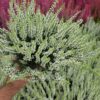 Calluna vulgaris - Wrzos Biały Garden Girls®