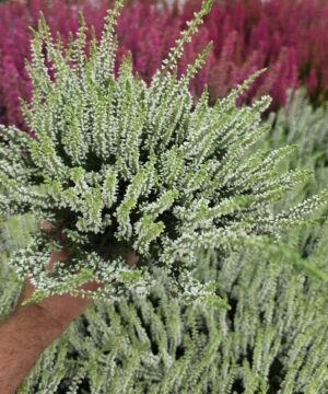 Calluna vulgaris - Wrzos Biały Garden Girls®