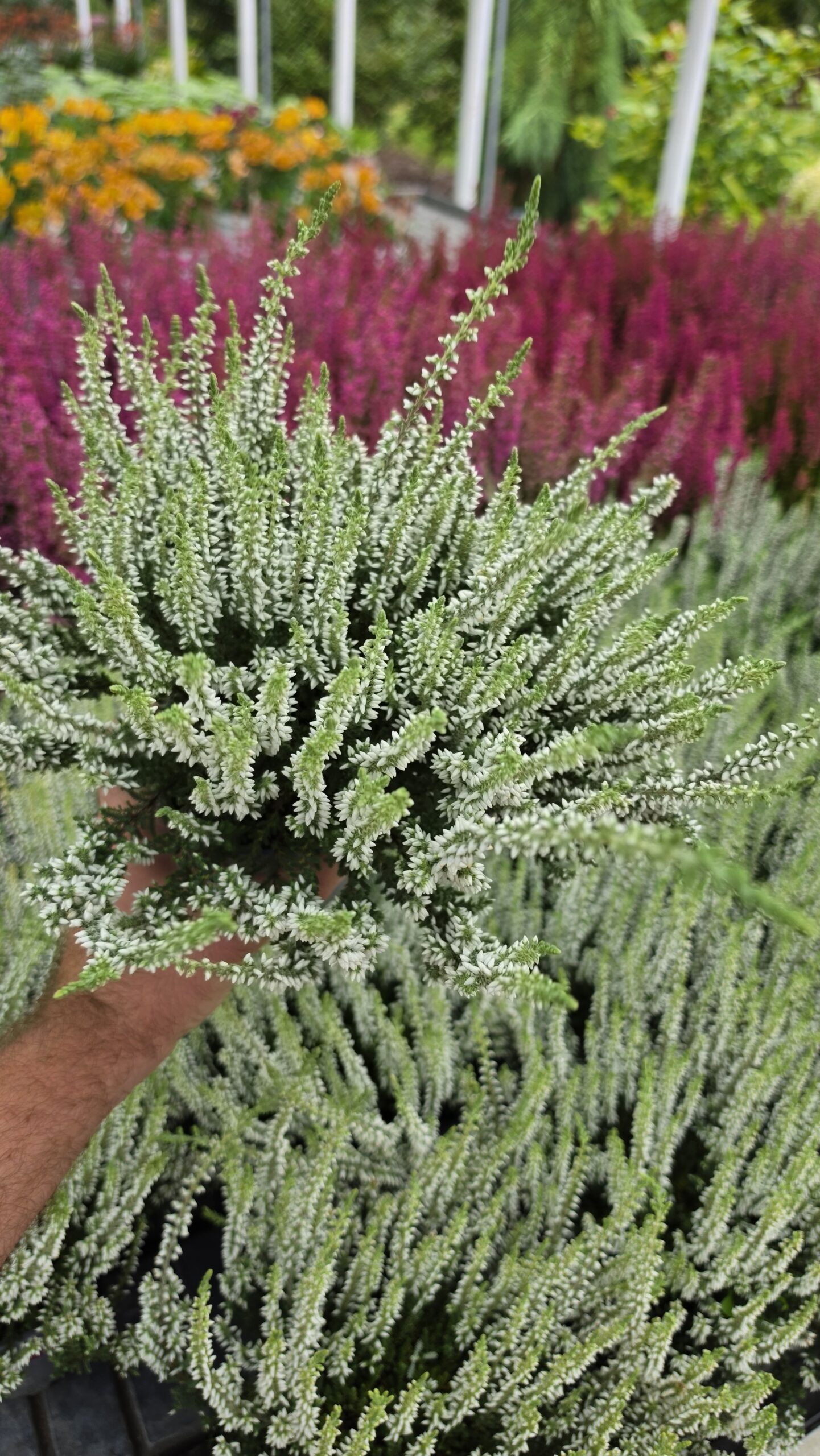 Calluna vulgaris - Wrzos Biały Garden Girls®