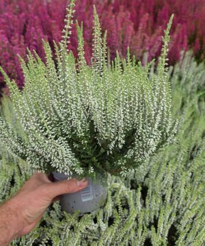 Alternative view of Calluna vulgaris - Wrzos Biały Garden Girls®