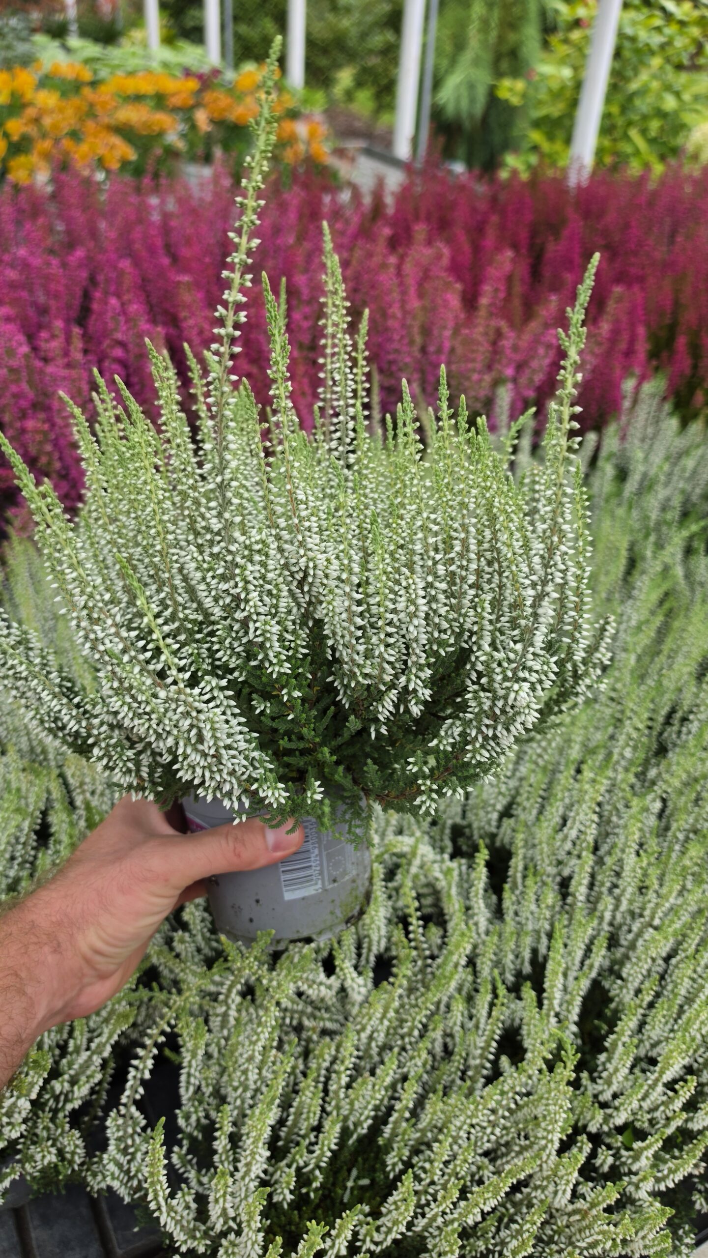 Calluna vulgaris - Wrzos Biały Garden Girls® - obrazek 2