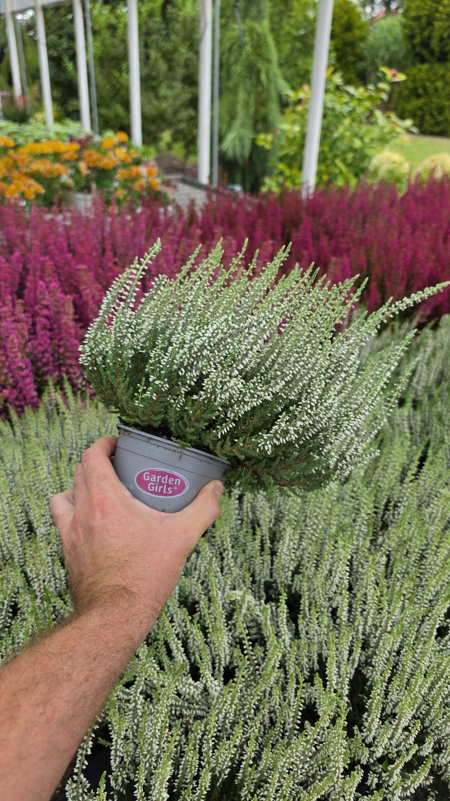 Calluna vulgaris - Wrzos Biały Garden Girls® - obrazek 5