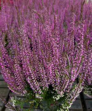 Alternative view of Calluna vulgaris - Wrzos Filetowy Garden Girls®