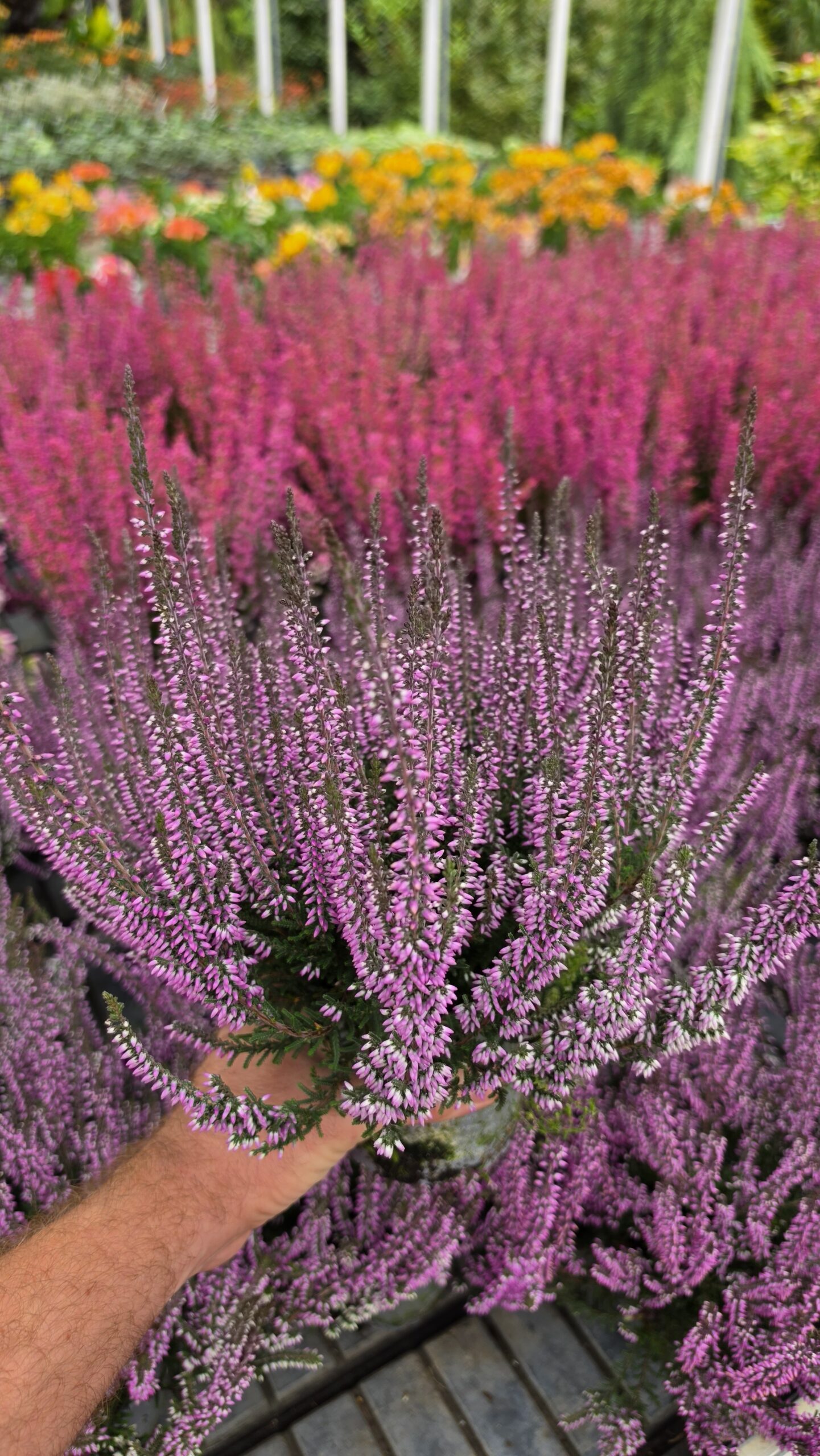 Calluna vulgaris - Wrzos Filetowy Garden Girls® - obrazek 3