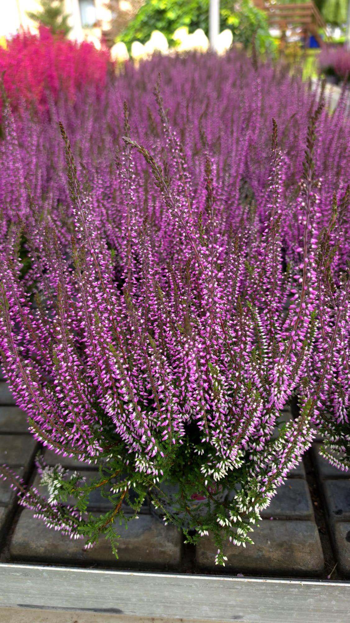 Calluna vulgaris - Wrzos Filetowy Garden Girls® - obrazek 2