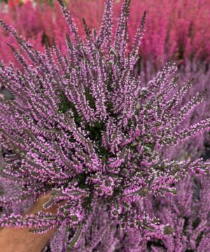 Calluna vulgaris - Wrzos Filetowy Garden Girls®