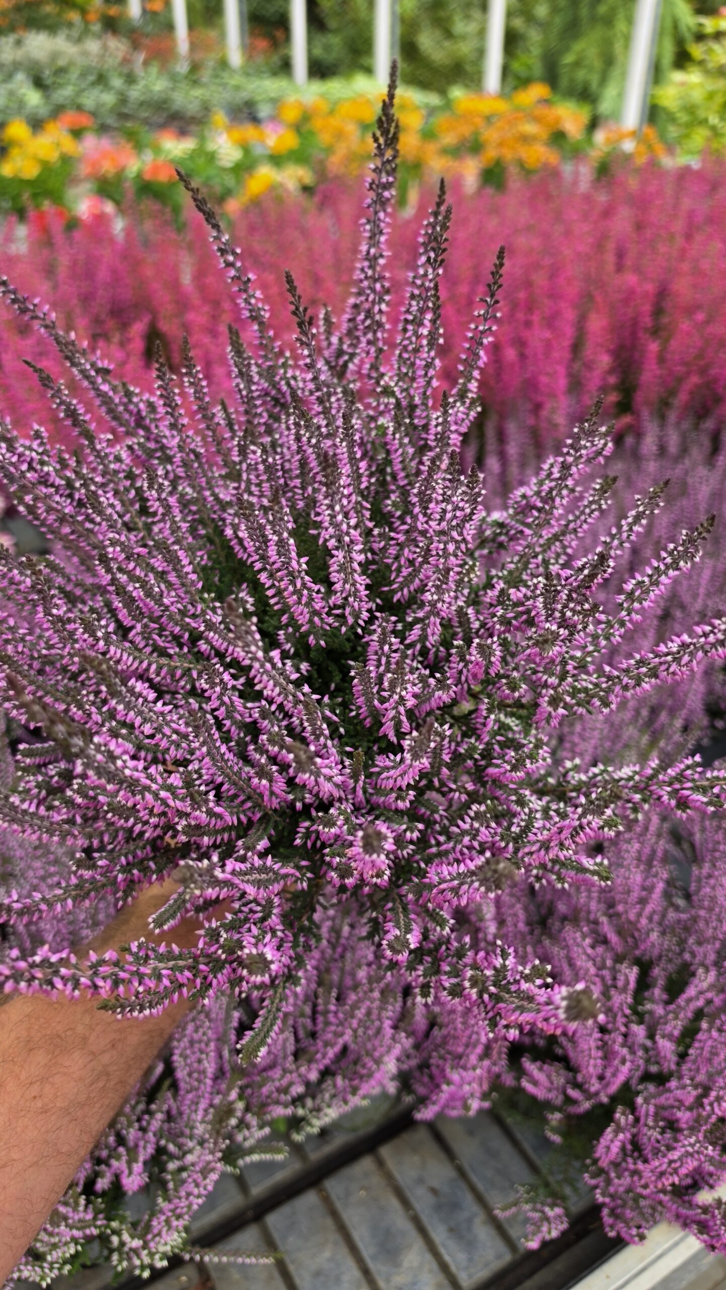 Calluna vulgaris - Wrzos Filetowy Garden Girls®