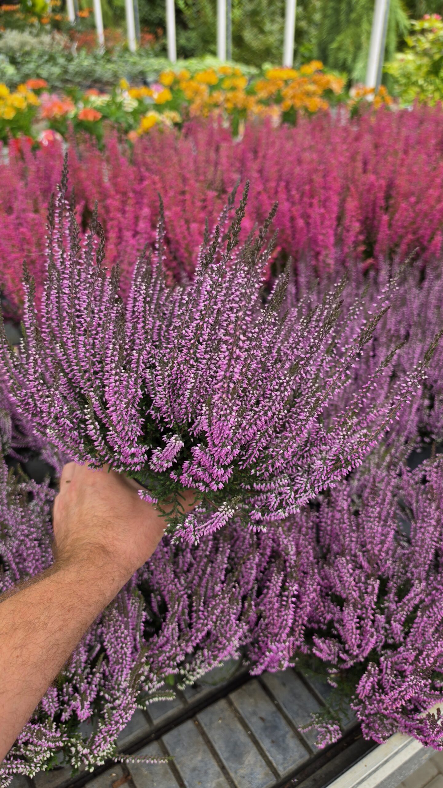 Calluna vulgaris - Wrzos Filetowy Garden Girls® - obrazek 4