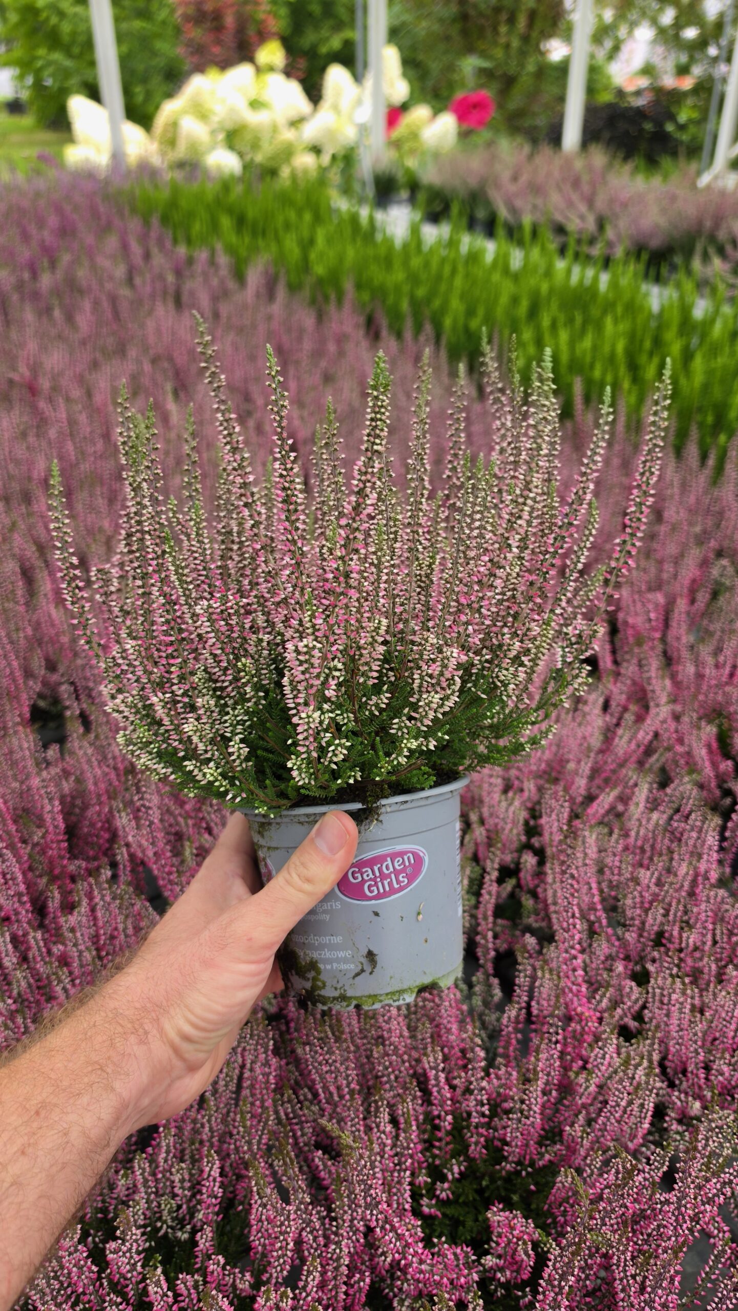 Calluna vulgaris - Wrzos Różowy Garden Girls® - obrazek 4