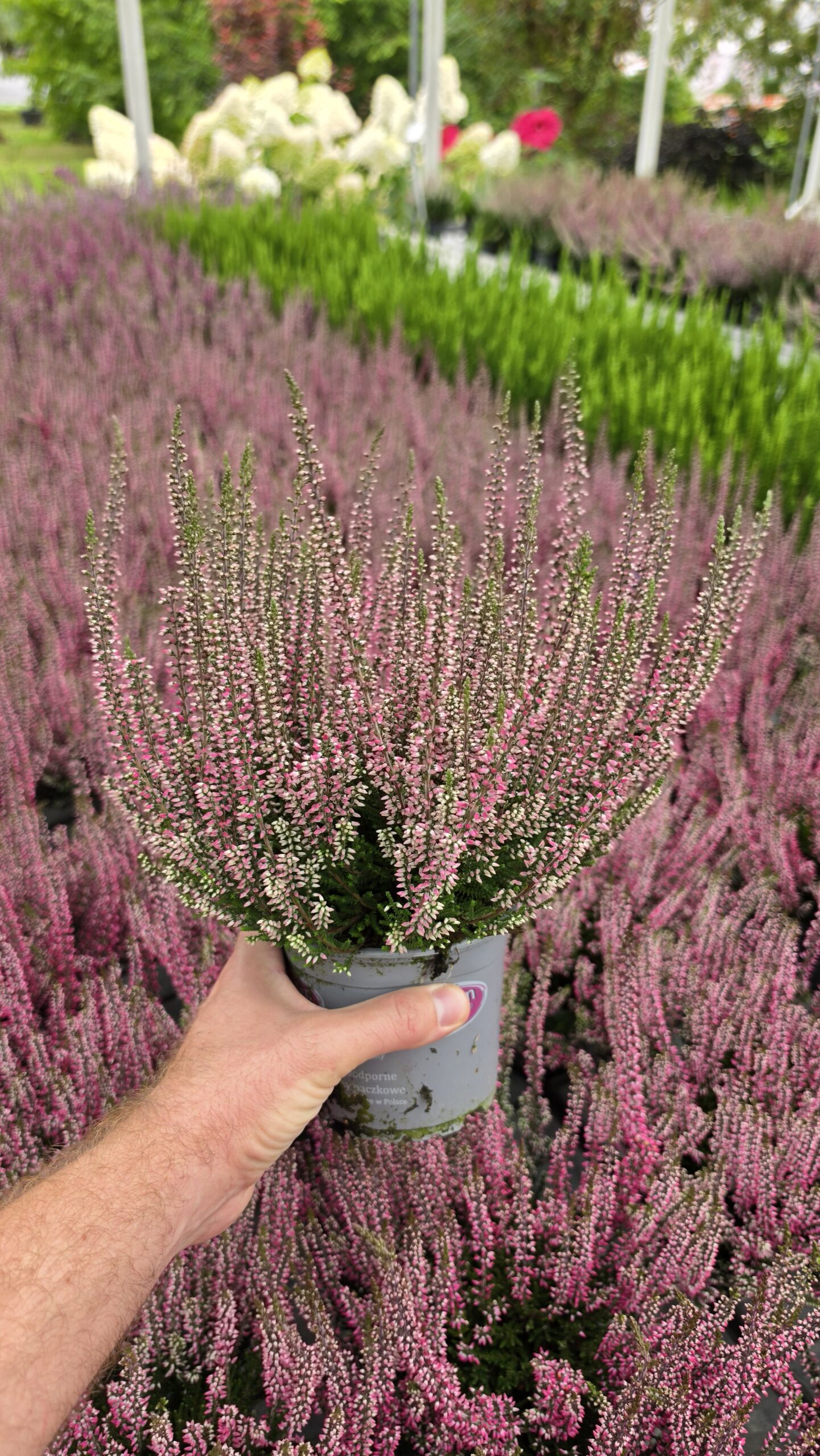 Calluna vulgaris - Wrzos Różowy Garden Girls® - obrazek 5