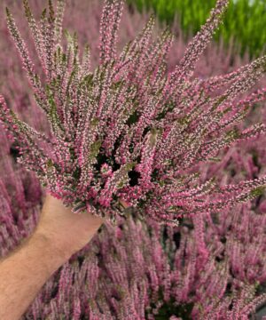 Calluna vulgaris - Wrzos Różowy Garden Girls®