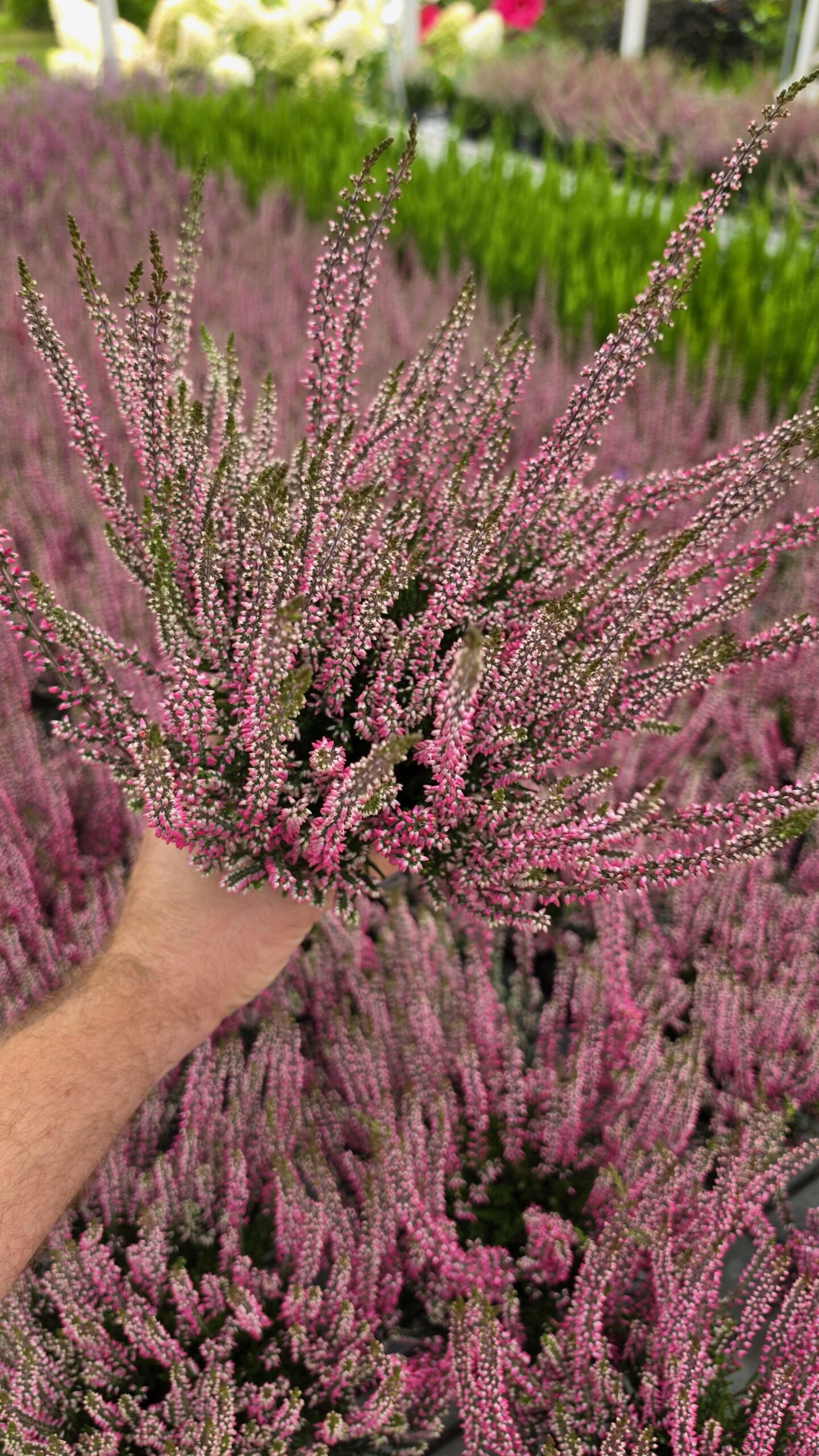 Calluna vulgaris - Wrzos Różowy Garden Girls®