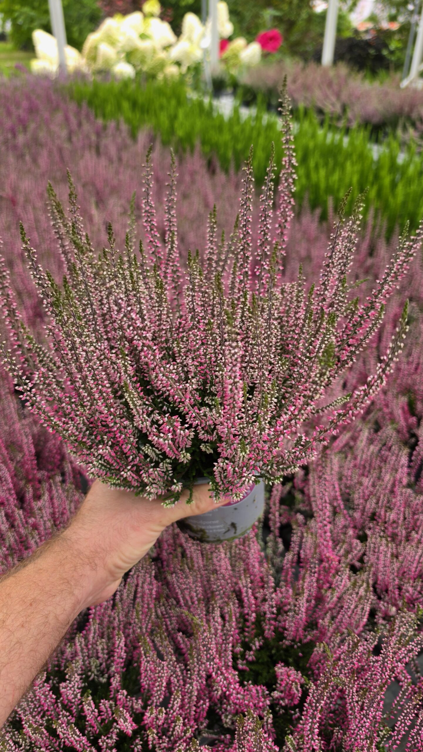 Calluna vulgaris - Wrzos Różowy Garden Girls® - obrazek 7