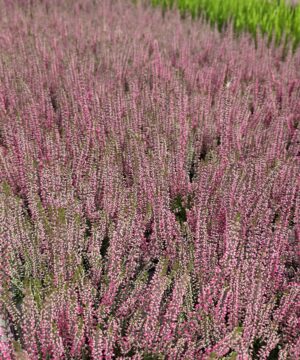Alternative view of Calluna vulgaris - Wrzos Różowy Garden Girls®