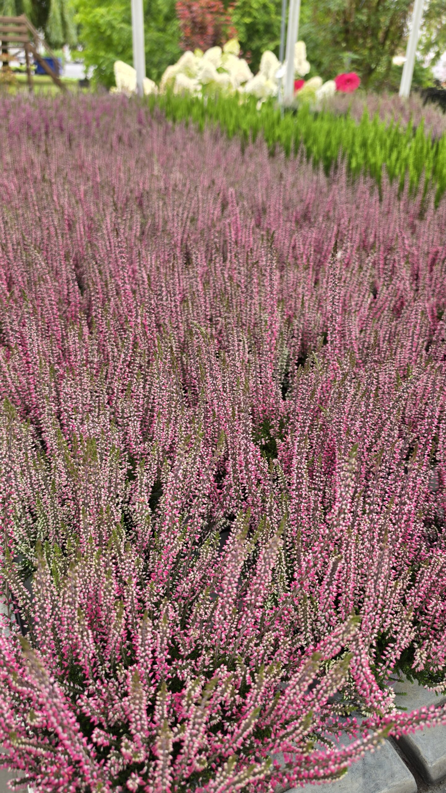 Calluna vulgaris - Wrzos Różowy Garden Girls® - obrazek 2
