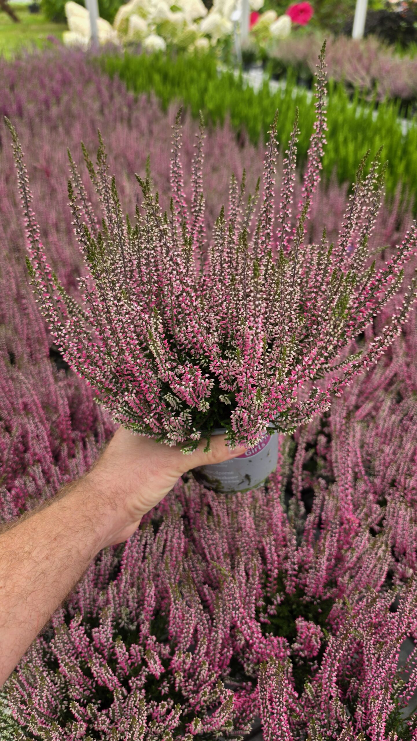 Calluna vulgaris - Wrzos Różowy Garden Girls® - obrazek 3