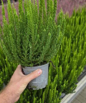 Alternative view of Calluna vulgaris - Wrzos Zielony Garden Girls®