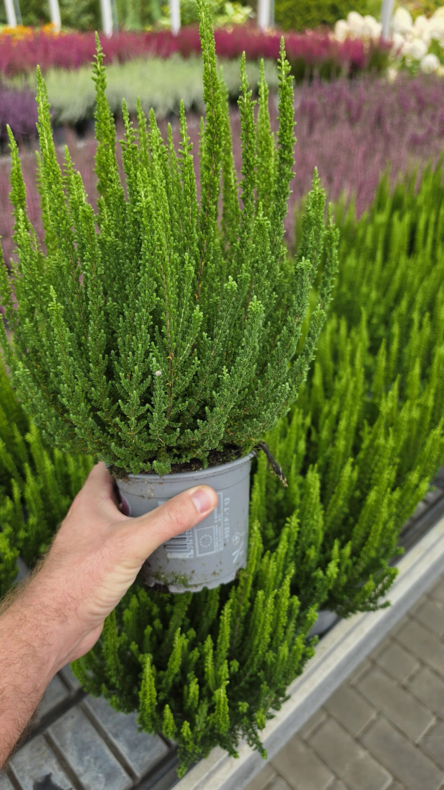 Calluna vulgaris - Wrzos Zielony Garden Girls® - obrazek 2