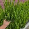 Calluna vulgaris - Wrzos Zielony Garden Girls®