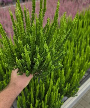 Calluna vulgaris - Wrzos Zielony Garden Girls®