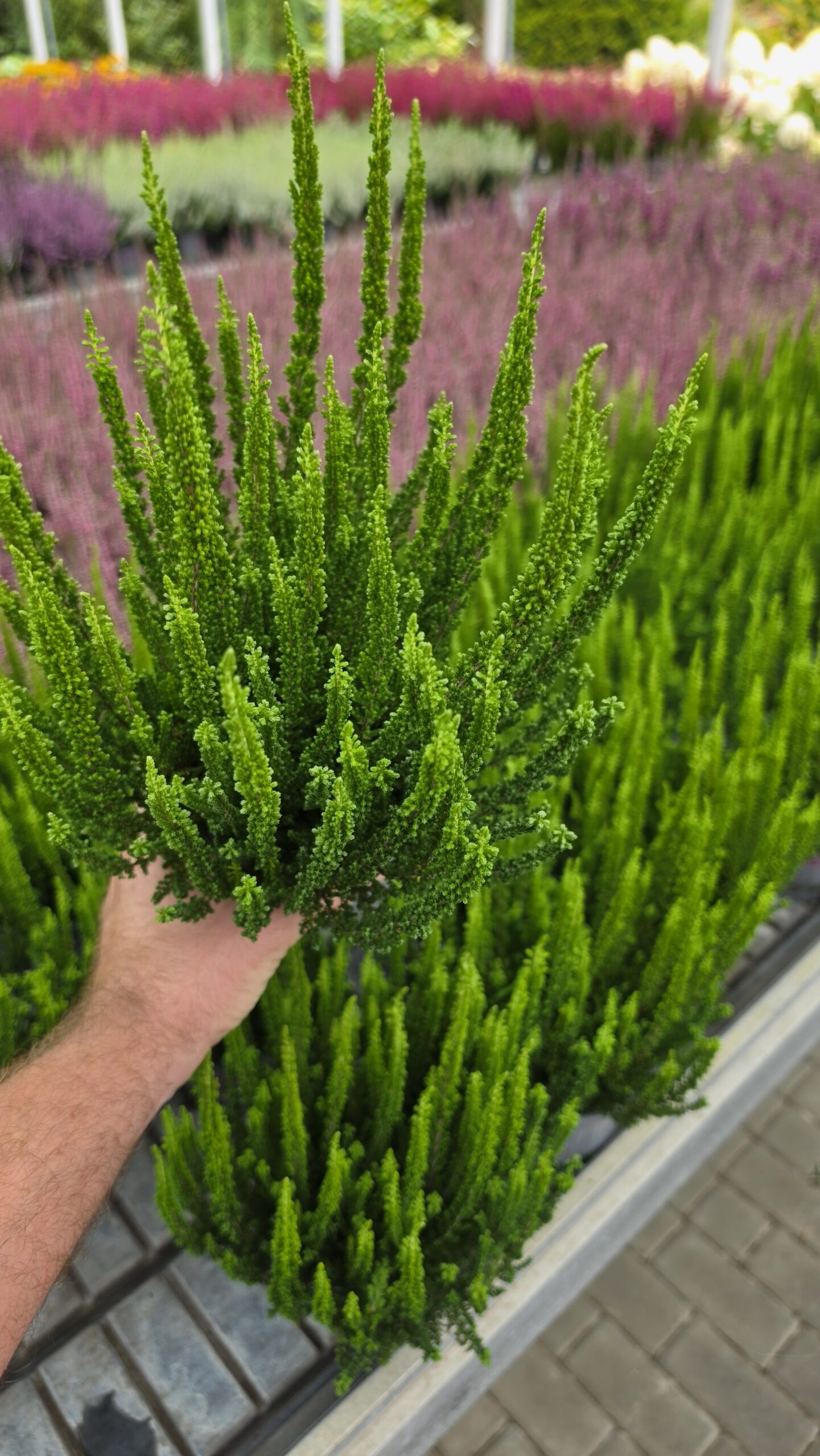 Calluna vulgaris - Wrzos Zielony Garden Girls®
