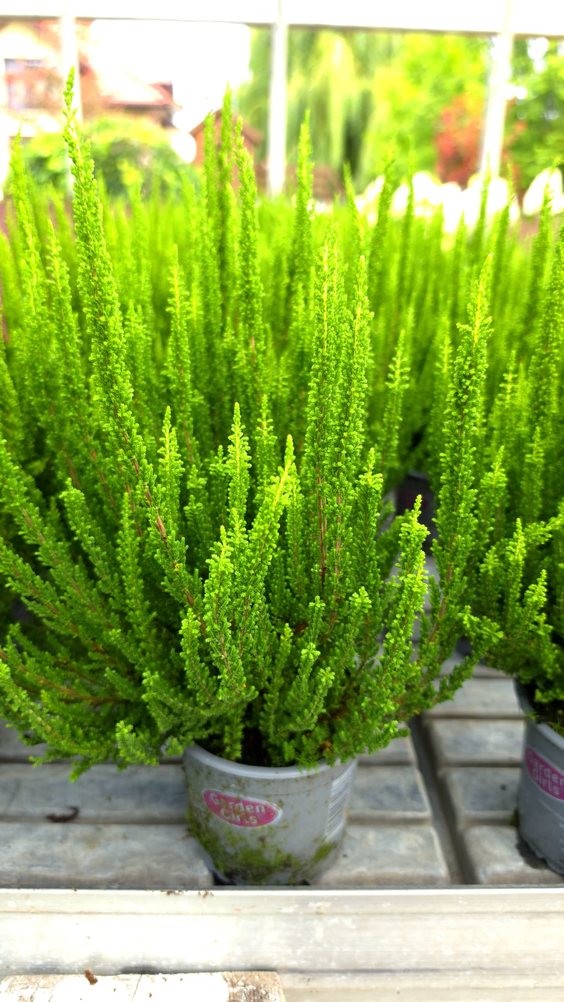 Calluna vulgaris - Wrzos Zielony Garden Girls® - obrazek 4