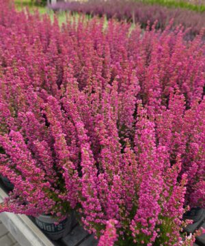 Erica - Wrzosiec Różowy Garden Girls®
