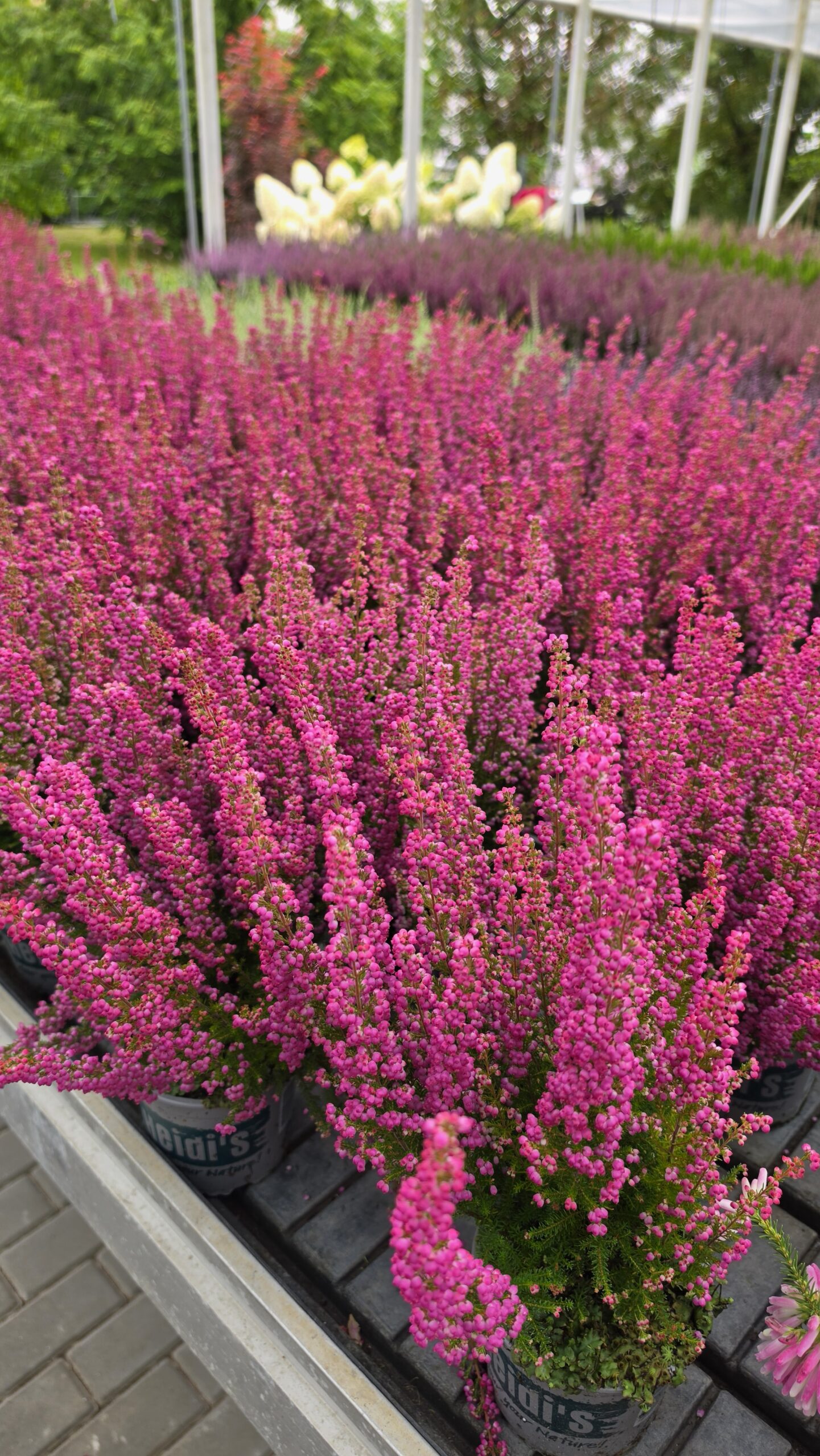 Erica - Wrzosiec Różowy Garden Girls®