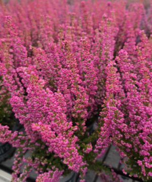 Alternative view of Erica - Wrzosiec Różowy Garden Girls®