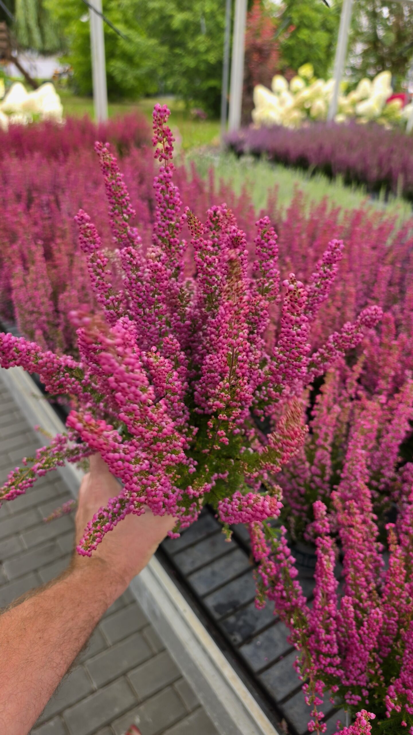 Erica - Wrzosiec Różowy Garden Girls® - obrazek 4