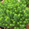 Chamaecyparis thyoides - Cyprysik żywotnikowaty El Paso
