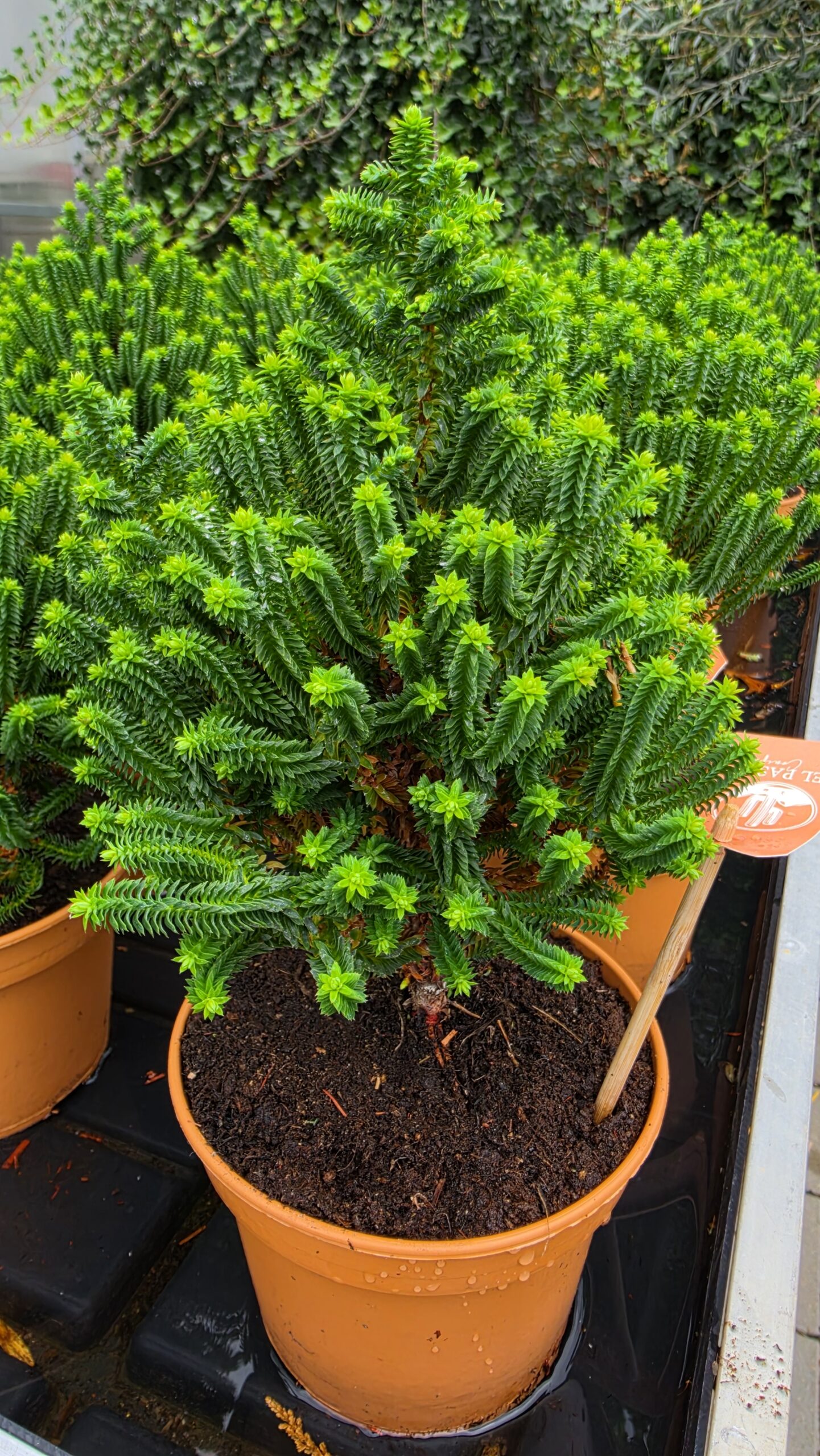 Chamaecyparis thyoides - Cyprysik żywotnikowaty El Paso - obrazek 4